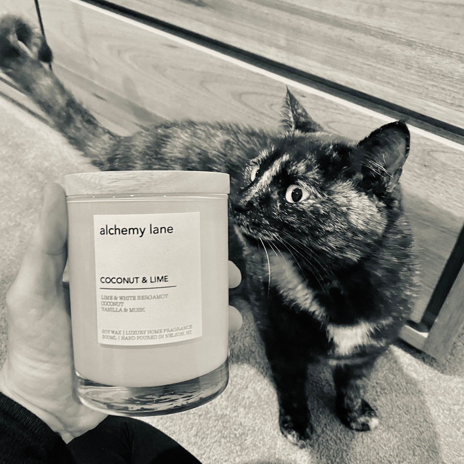 Hand holding Alchemy Lane Coconut & Lime Candle (left) and cat smelling candle (right). Picture in black and white